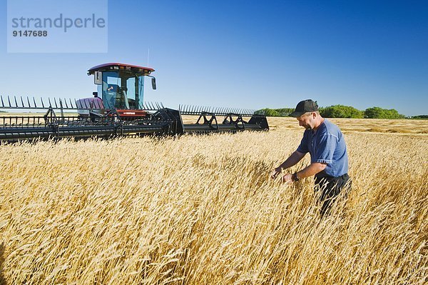 reifer Erwachsene  reife Erwachsene  Bauer  Weizen  Prüfung  Kanada  Manitoba