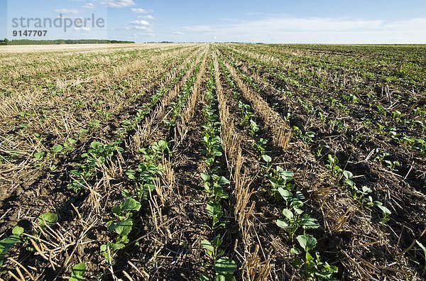 Getreide  Wachstum  Feld  früh  Stoppelfeld  Kanada  Canola  Manitoba