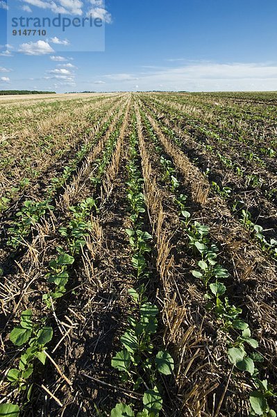 Getreide  Wachstum  Feld  früh  Stoppelfeld  Kanada  Canola  Manitoba