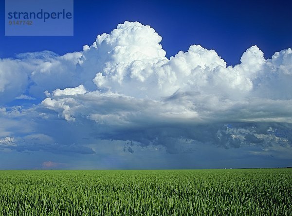 nahe  Wolke  Hintergrund  Feld  Weizen  Gewitterwolke  Kanada  Manitoba