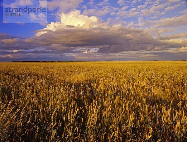 Wolke  Hintergrund  reifer Erwachsene  reife Erwachsene  Feld  Weizen  Entwicklung  Gewitterwolke  Kanada  Manitoba
