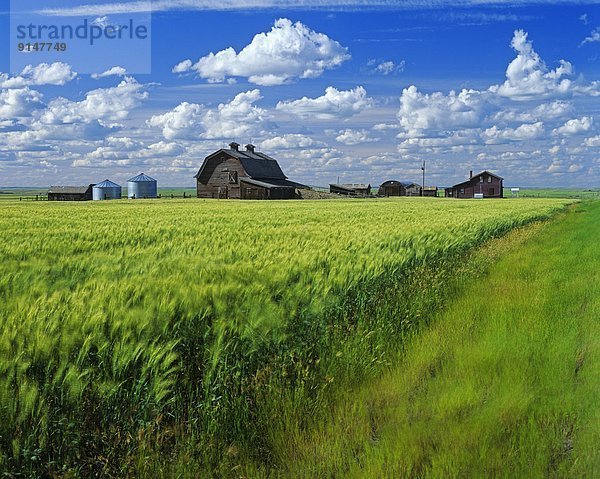 nahe blasen bläst blasend Wind Weizen Weizenfeld Saskatchewan Kanada