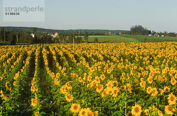 Sonnenblume  helianthus annuus  Kanada  Prince Edward Island