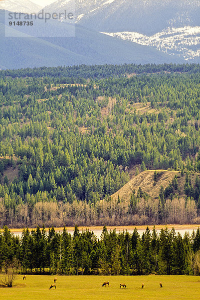 Elch  Alces alces  British Columbia  Kanada