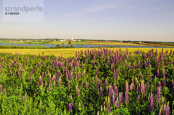 Hintergrund  Feld  Lupine  Kanada  Prince Edward Island