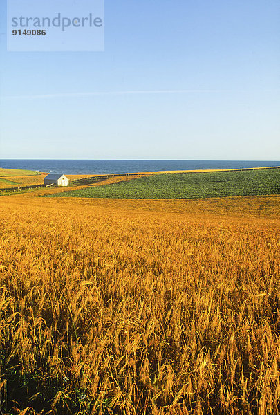 Weizenfeld  Kanada  Prince Edward Island