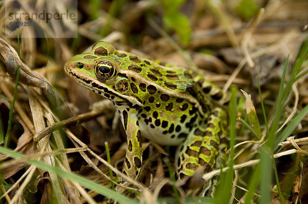 A Northern Leopard Frog  Lithobates pipiens  in Ontario