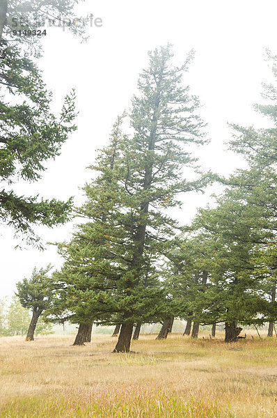 Schrägansicht schräg Baum Wind Tal Tanne Tatlayoko Lake British Columbia British Columbia