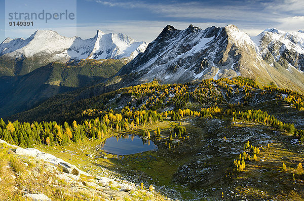 Farbaufnahme  Farbe  zeigen  Berg  Lärche  British Columbia