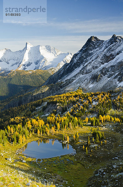 Farbaufnahme  Farbe  zeigen  Berg  Lärche  British Columbia