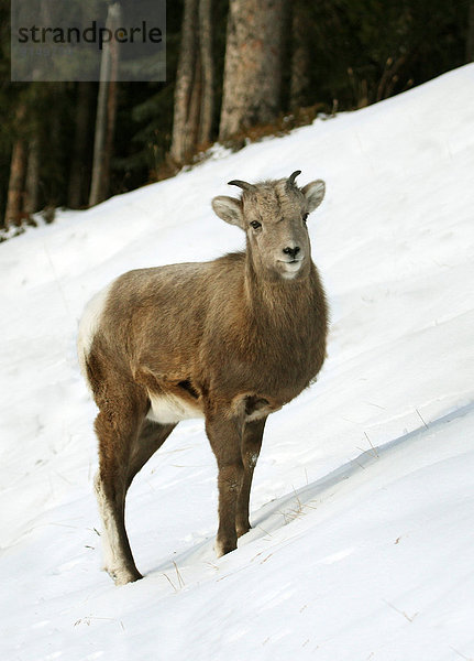 Schaf  Ovis aries  jung  Dickhornschaf  Ovis canadensis  Alberta