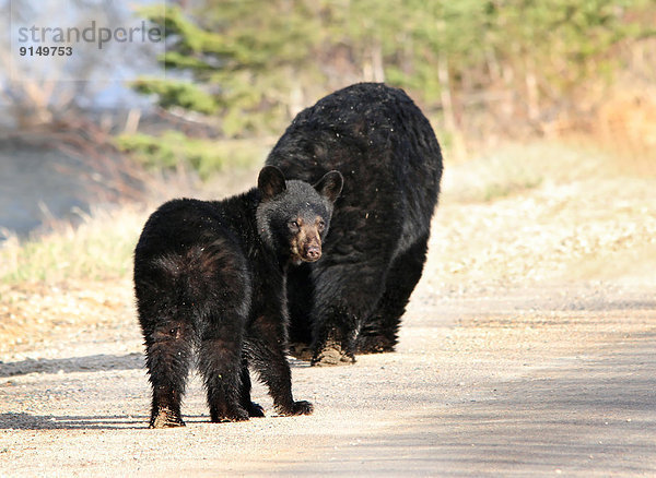 Schwarzbär  Ursus americanus  Saskatchewan  Mutter - Mensch  junges Raubtier  junge Raubtiere