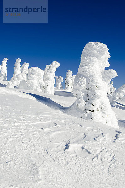 bedecken Baum Geist British Columbia Kanada Schnee