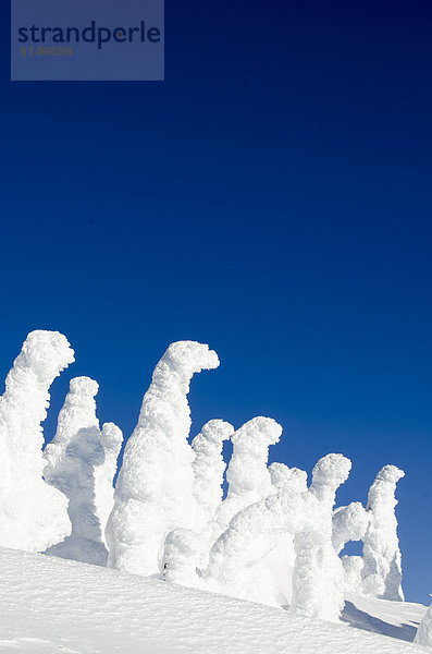 bedecken Baum Geist British Columbia Kanada Schnee
