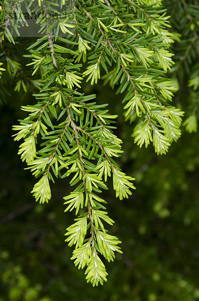 Westamerikanische Hemlocktanne Tsuga heterophylla Westliche Hemlock British Columbia Kanada