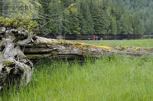 Küste Landschaftlich schön landschaftlich reizvoll Urlaub Gast wandern Bucht British Columbia Kanada