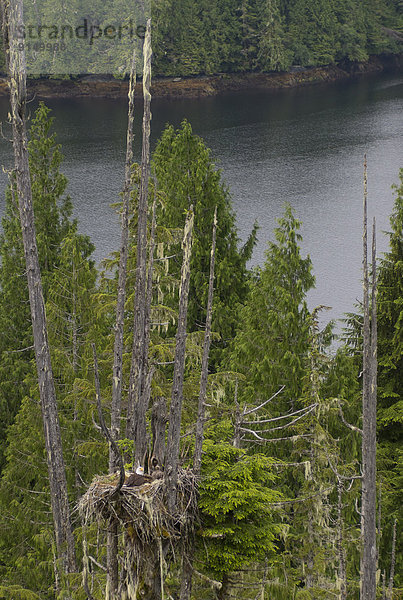 Weißkopfseeadler Haliaeetus leucocephalus British Columbia Kanada