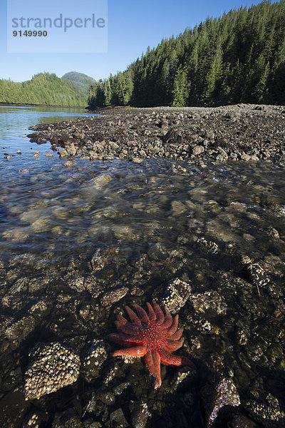Sonnenblume helianthus annuus Landschaftlich schön landschaftlich reizvoll Urlaub Bucht British Columbia Kanada
