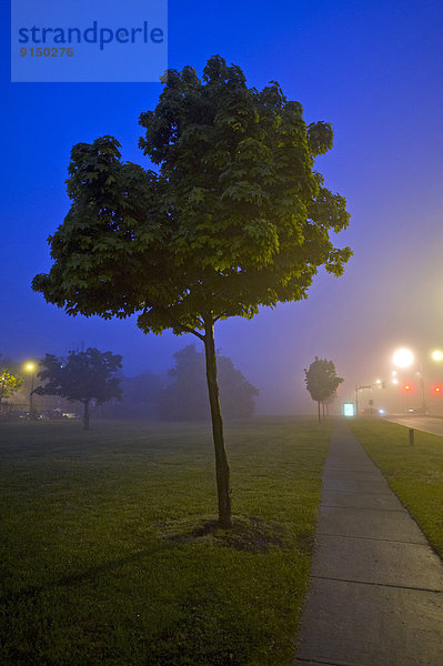 Nacht  Baum  Weg  Einsamkeit