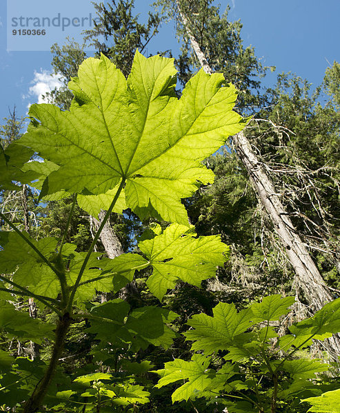 Wachstum Wald Unterholz Riesen-Lebensbaum Thuja plicata British Columbia Kanada Verein alt