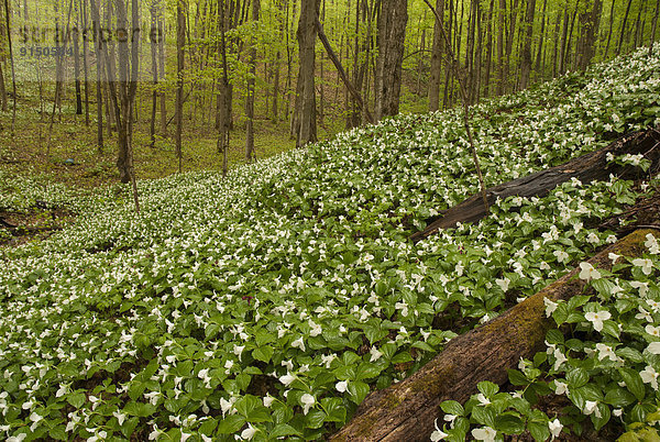 Blume  Teppichboden  Teppich  Teppiche  Kanada  Ontario