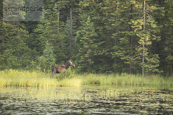 Algonquin Provincial Park Kanada Ontario