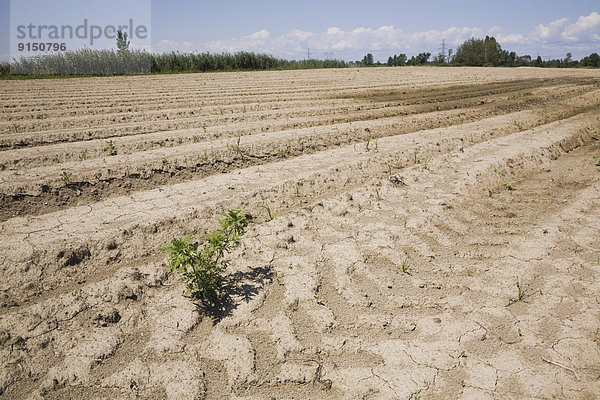 hoch  oben  nahe  Erde  Erdreich  Boden  Sommer  Landwirtschaft  Wachstum  Feld  Unkraut  Seegras  zerreißen  Zeit  Laval  Quebec  Kanada  getrocknet  Dürre  Quebec