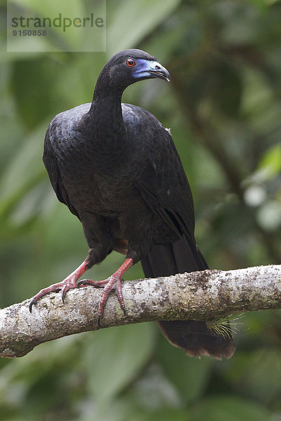 schwarz  Ast  hocken - Tier  Mittelamerika
