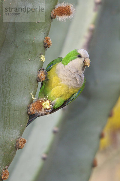 Steilküste  hocken - Tier  Wellensittich  Melopsittacus undulatus  Bolivien  Kaktus  Südamerika