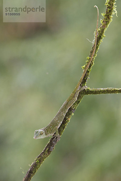 Baum  grün  Ast  hocken - Tier  Mittelamerika  Anolis
