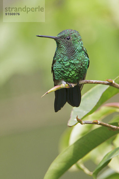 Ast  hocken - Tier  Mittelamerika  Stahl  Kolibri