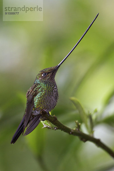 Ast  hocken - Tier  Rechnung  Ecuador  Kolibri  Südamerika  Schwert