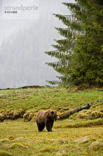 Grizzlybär  ursus horibilis  Grizzly  British Columbia