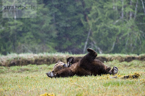 Grizzlybär  ursus horibilis  Grizzly  British Columbia
