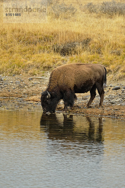 Vereinigte Staaten von Amerika  USA  Tal  Fluss  amerikanisch  trinken  Yellowstone Nationalpark  Bison  Wyoming