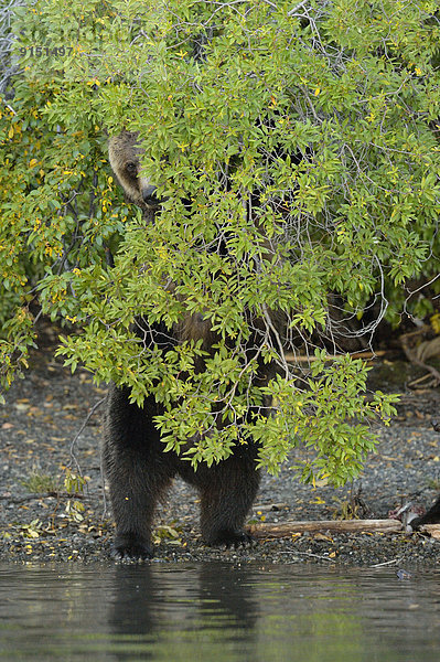 Grizzlybär  ursus horibilis  Grizzly  aufspüren  Baum  Fluss  vorwärts  Lachs  Bär  Kanada  junges Raubtier  junge Raubtiere  nachsehen  Jahr