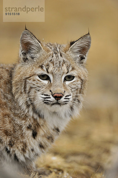 Vereinigte Staaten von Amerika  USA  Berg  Individualität  spät  Herbst  Lebensraum  Rotluchs  Lynx rufus  Gefangenschaft  Luchs  lynx lynx