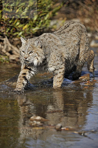 Vereinigte Staaten von Amerika  USA  durchwaten  Rotluchs  Lynx rufus  Gefangenschaft  Luchs  lynx lynx