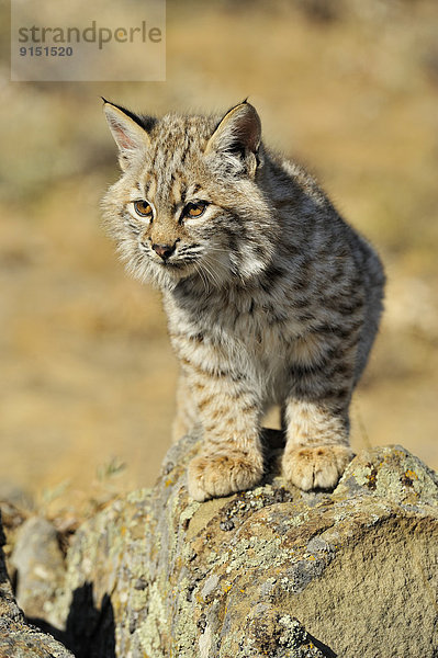Vereinigte Staaten von Amerika  USA  Berg  spät  Herbst  Lebensraum  Rotluchs  Lynx rufus  Gefangenschaft  Kätzchen  Katze  Luchs  lynx lynx