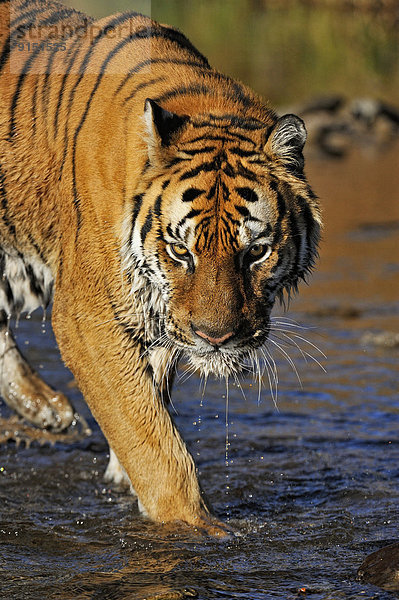 Vereinigte Staaten von Amerika  USA  Raubkatze  Tiger  Panthera tigris  Lebensraum  Gefangenschaft