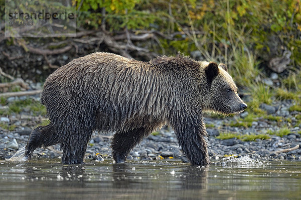 Grizzlybär  ursus horibilis  Grizzly  Wasserrand  Fluss  Lachs  Bär  Kanada  junges Raubtier  junge Raubtiere