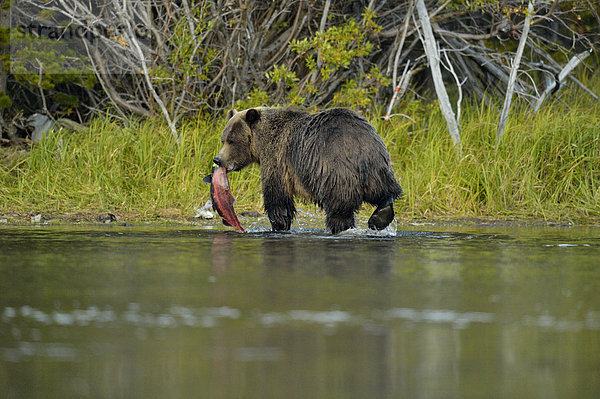 Grizzlybär  ursus horibilis  Grizzly  fangen  Fluss  Lachs  Rotlachs  Oncorhynchus nerka  Bär  Kanada  Laich