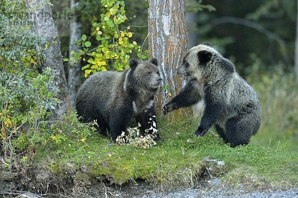 Grizzlybär  ursus horibilis  Grizzly  Wasserrand  Fluss  Lachs  Jungtier  Bär  Kanada