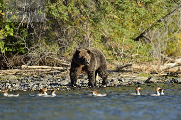 Grizzlybär  ursus horibilis  Grizzly  Wasserrand  Fluss  Jagd  vorwärts  Lachs  Bär  British Columbia  Kanada