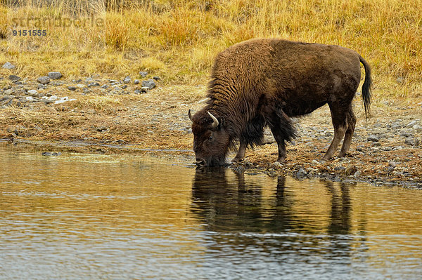 Vereinigte Staaten von Amerika  USA  Tal  Fluss  amerikanisch  trinken  Yellowstone Nationalpark  Bison  Wyoming
