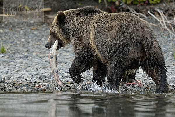 Grizzlybär  ursus horibilis  Grizzly  tragen  Küste  Fluss  vorwärts  Lachs  Bär  Kanada  Kadaver