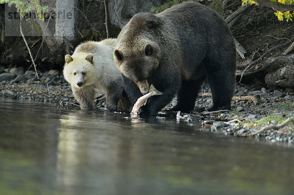 Grizzlybär  ursus horibilis  Grizzly  weiß  Lachs  Bär  Mutter - Mensch  braun  Kanada  junges Raubtier  junge Raubtiere  füttern  Jahreszeit  Laich  Jahr