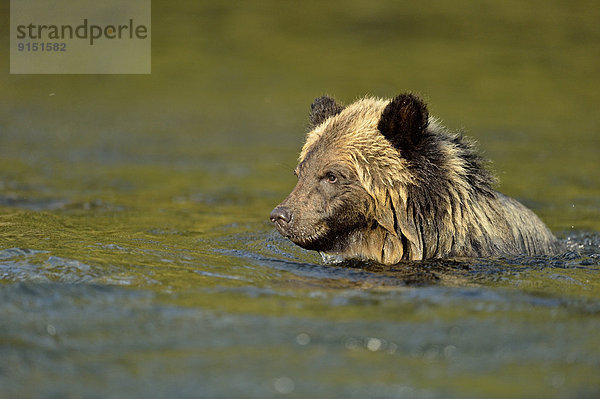 Grizzlybär ursus horibilis Grizzly Fluss schwimmen Bär Kanada junges Raubtier junge Raubtiere Jahr