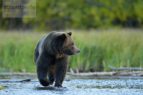 Grizzlybär  ursus horibilis  Grizzly  Küste  Fluss  Jagd  vorwärts  Lachs  Bär  Kanada  Laich