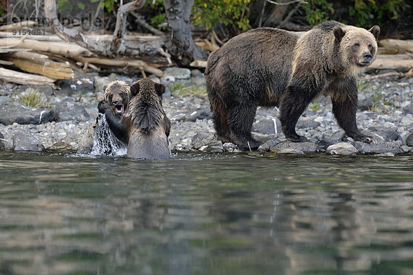 Grizzlybär ursus horibilis Grizzly Fluss seicht Kampfspiel Lachs Jungtier Bär Kanada Jahr